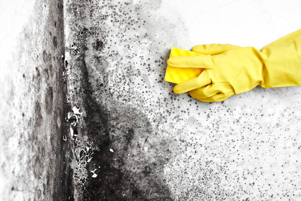 Best Residential Mold Removal  in Mount Angel, OR