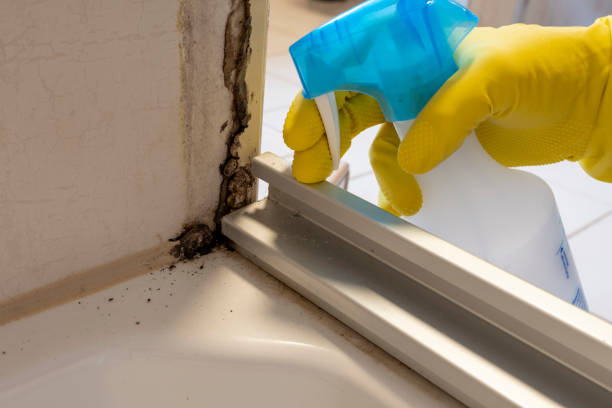 Best Office Mold Removal Services  in Mount Angel, OR